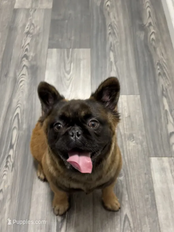 Big Bear – French Bulldog puppy for sale in Hillsboro, OR