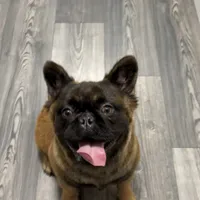 Big Bear, a male French Bulldog for sale in Hillsboro, OR – Photo 1 of 8