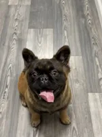 Big Bear, a male French Bulldog for sale in Hillsboro, OR – Photo 2 of 8