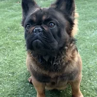 Big Bear, a male French Bulldog for sale in Hillsboro, OR – Photo 7 of 8