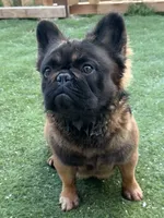 Big Bear, a male French Bulldog for sale in Hillsboro, OR – Photo 7 of 8