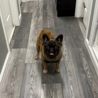 Big Bear, a male French Bulldog for sale in Hillsboro, OR – Photo 2 of 8