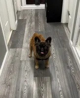 Big Bear, a male French Bulldog for sale in Hillsboro, OR – Photo 1 of 8