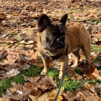 Big Bear, a male French Bulldog for sale in Hillsboro, OR – Photo 3 of 8