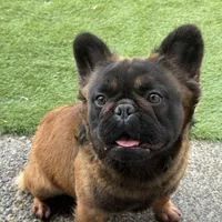 Big Bear, a male French Bulldog for sale in Hillsboro, OR – Photo 4 of 8