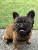 Big Bear, a male French Bulldog for sale in Hillsboro, OR – Photo 3 of 8