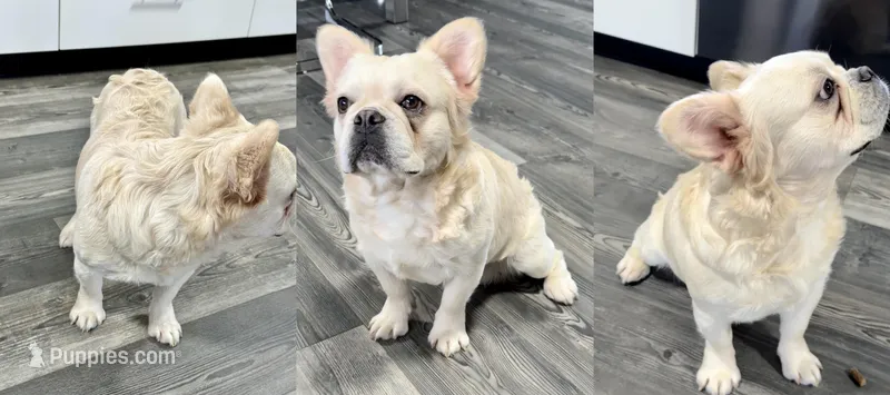 Powder – French Bulldog puppy for sale in Hillsboro, OR