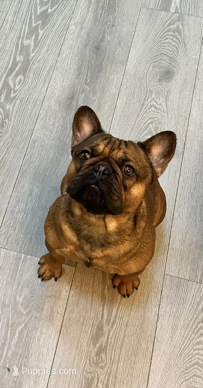 Bang – French Bulldog puppy for sale in Hillsboro, OR