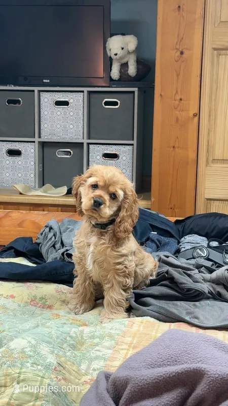 Meeko – Cocker Spaniel puppy for sale in Sheboygan, WI