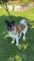 Yukon, a female Akita for sale in Sheboygan, WI – Photo 5 of 6