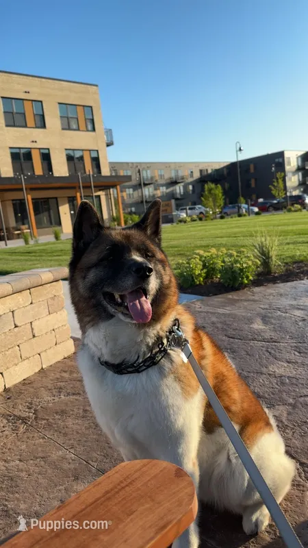 Yukon – Akita puppy for sale in Sheboygan, WI