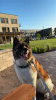 Yukon, a female Akita for sale in Sheboygan, WI – Photo 1 of 6