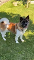Yukon, a female Akita for sale in Sheboygan, WI – Photo 4 of 6