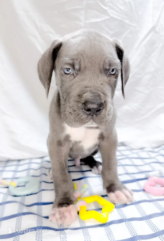 Dionis  – Great Dane puppy for sale in Fort Worth, TX