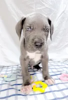 Dionis , a male Great Dane for sale in Fort Worth, TX – 1 of 3