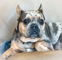 Cookie Blue and Tan Merle, a female French Bulldog for sale in Fort Worth, TX – Photo 3 of 3