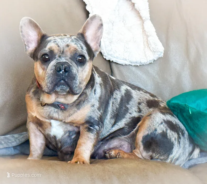 Cookie Blue and Tan Merle – French Bulldog puppy for sale in Fort Worth, TX