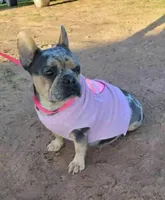 Cookie Blue and Tan Merle, a female French Bulldog for sale in Fort Worth, TX – Photo 2 of 3