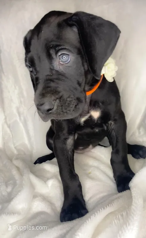 Lightning akc, a female Great Dane for sale in Fort Worth, TX – Photo 1 of 4