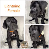Lightning akc, a female Great Dane for sale in Fort Worth, TX – Photo 2 of 4