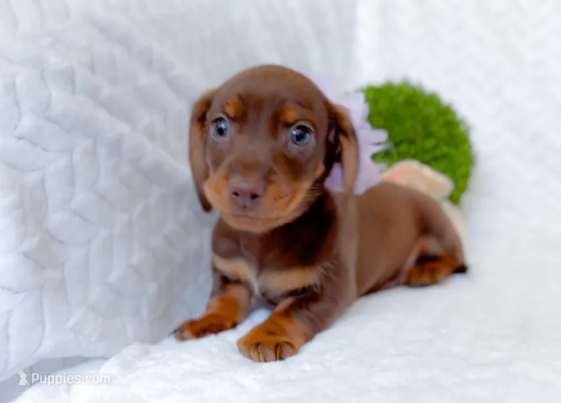 Rosemary Chocolate and Tan  – Miniature Dachshund puppy for sale in Fort Worth, TX