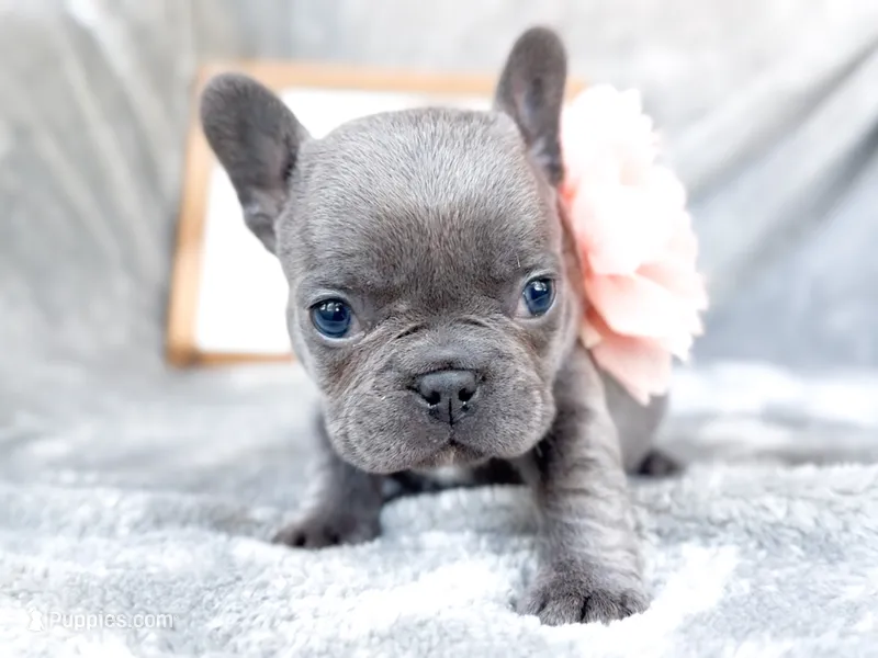 Guava – French Bulldog puppy for sale in Fort Worth, TX