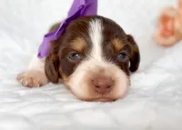 Lindt LH Choc and Tan Pied AKC, a female Miniature Dachshund for sale in Fort Worth, TX – Photo 3 of 4