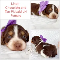 Lindt LH Choc and Tan Pied AKC, a female Miniature Dachshund for sale in Fort Worth, TX – Photo 2 of 4