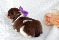 Lindt LH Choc and Tan Pied AKC, a female Miniature Dachshund for sale in Fort Worth, TX – Photo 4 of 4