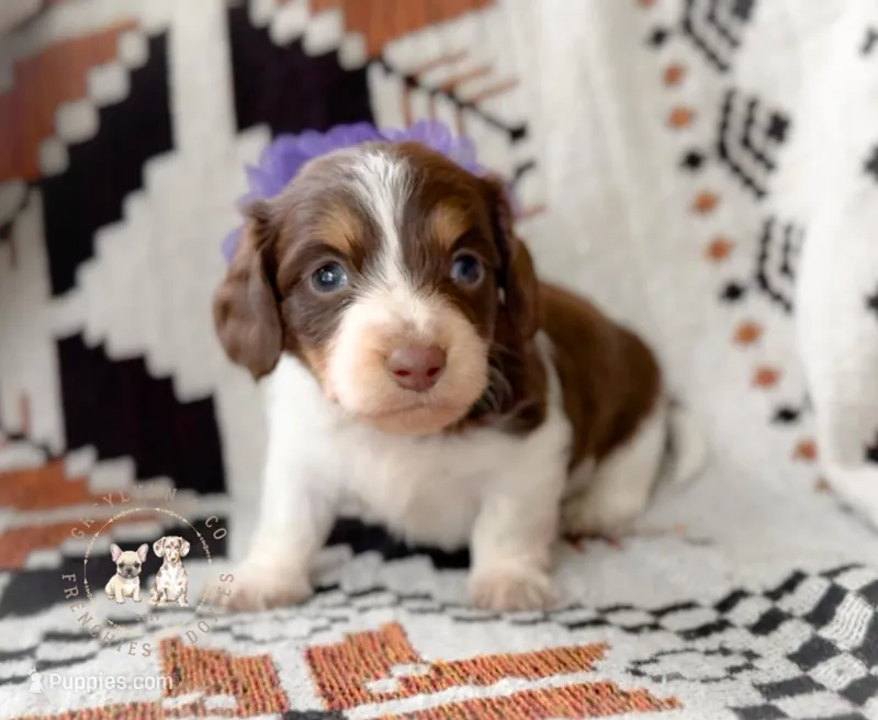 Lindt LH Choc and Tan Pied AKC – Miniature Dachshund puppy for sale in Fort Worth, TX