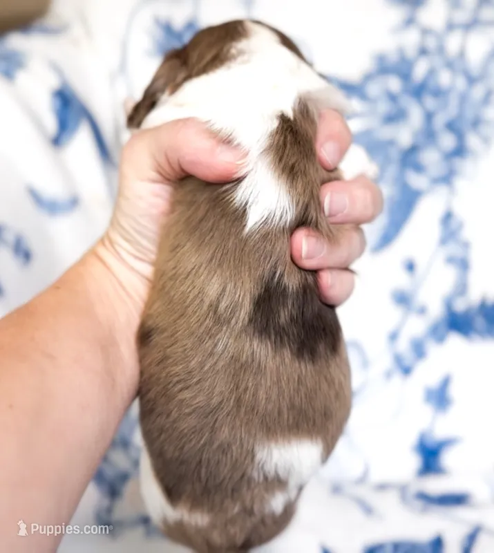 Mocha LH Akc Male Dapple – Miniature Dachshund puppy for sale in Fort Worth, TX