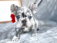 Cherry, a female French Bulldog for sale in Fort Worth, TX – 4 of 4