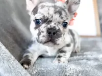 Clementine , a female French Bulldog for sale in Fort Worth, TX – 3 of 4