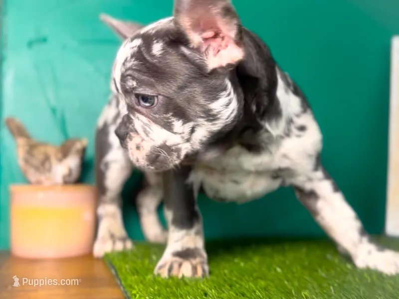 Aspen, a male French Bulldog for sale in Fort Worth, TX – Photo 1 of 6