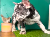 Aspen, a male French Bulldog for sale in Fort Worth, TX – Photo 1 of 6