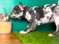 Aspen, a male French Bulldog for sale in Fort Worth, TX – Photo 6 of 6