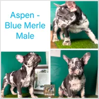 Aspen, a male French Bulldog for sale in Fort Worth, TX – Photo 4 of 6