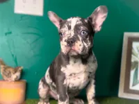 Aspen, a male French Bulldog for sale in Fort Worth, TX – Photo 5 of 6