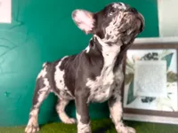 Aspen, a male French Bulldog for sale in Fort Worth, TX – Photo 3 of 6