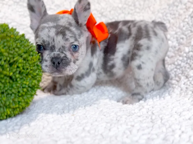 Clementine  – French Bulldog puppy for sale in Fort Worth, TX