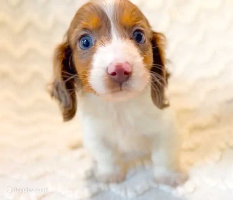 Mocha LH Akc Male Dapple – Miniature Dachshund puppy for sale in Fort Worth, TX
