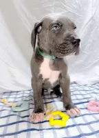 Dionis , a male Great Dane for sale in Fort Worth, TX – 2 of 3