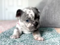 Blue Merle Female, a female French Bulldog for sale in Fort Worth, TX – Photo 3 of 4