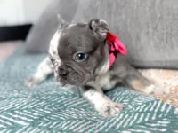 Blue Merle Female, a female French Bulldog for sale in Fort Worth, TX – Photo 1 of 4
