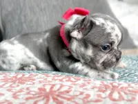 Blue Merle Female, a female French Bulldog for sale in Fort Worth, TX – Photo 4 of 4
