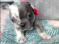 Blue Merle Female, a female French Bulldog for sale in Fort Worth, TX – Photo 2 of 4