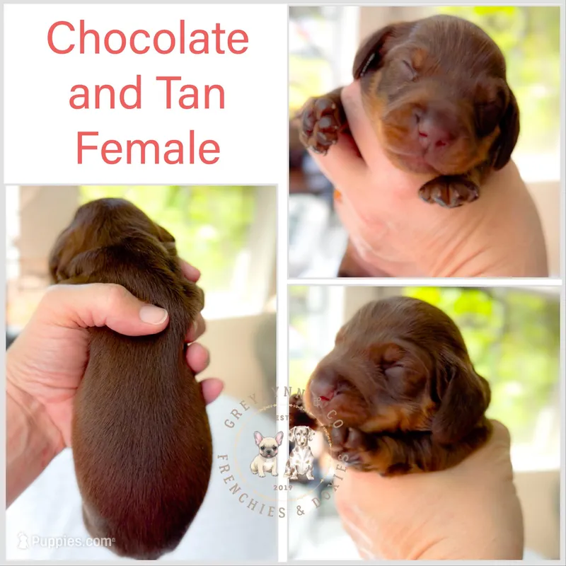 Rosemary Chocolate and Tan  – Miniature Dachshund puppy for sale in Fort Worth, TX