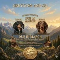 Rosemary Chocolate and Tan , a female Miniature Dachshund for sale in Fort Worth, TX – Photo 2 of 5