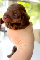 Rosemary Chocolate and Tan , a female Miniature Dachshund for sale in Fort Worth, TX – Photo 5 of 5