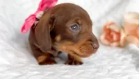 Rosemary Chocolate and Tan , a female Miniature Dachshund for sale in Fort Worth, TX – Photo 3 of 5
